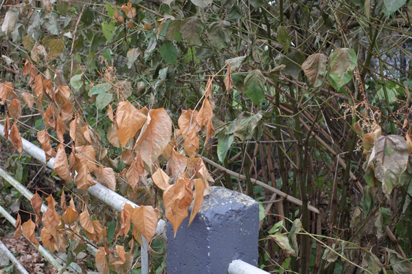 478 :: Leaves/autumn